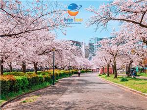 Tìm Hiểu Về Quốc Hoa Của Nhật Bản: Hoa Anh Đào